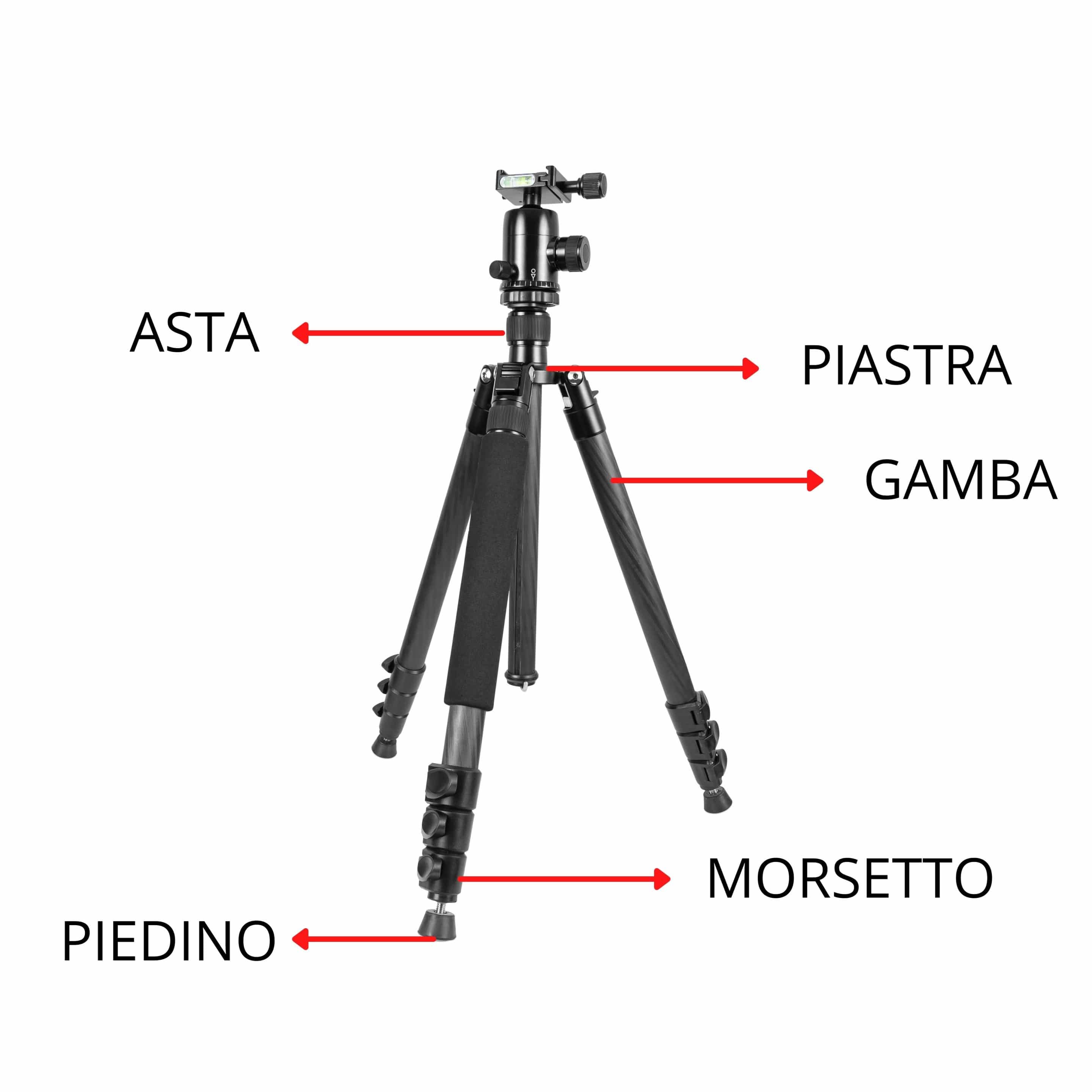 Anatomia cavalletto